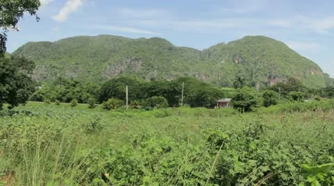 Jungle Stock Footage 12185107