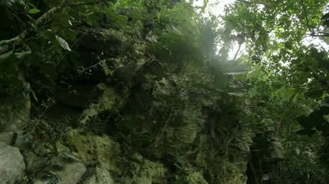 Jungle Stock Footage 12203739