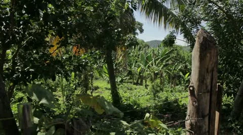 Jungle Stock Footage 12366813