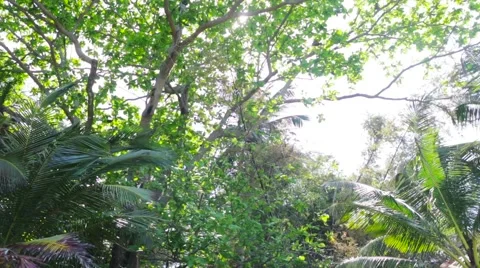 In the jungle Stock Footage 61035584