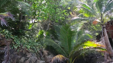 Jungle Stock Footage 61074153