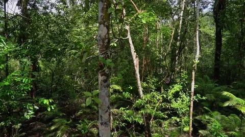 In the Jungle 스톡 동영상 73276585