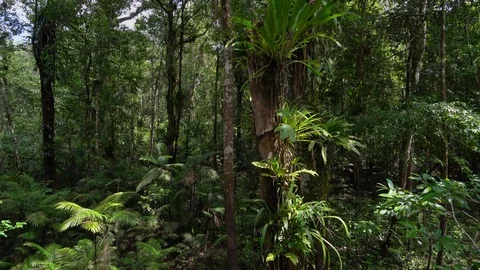 In the Jungle Stock Footage 73276659