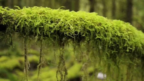 In the jungle Stock Footage 96199415