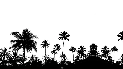 Jungle 動画素材 118144982