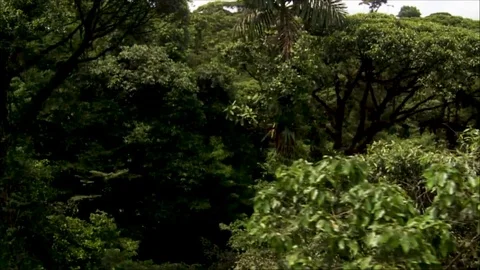 Jungle Stock Footage 123853904