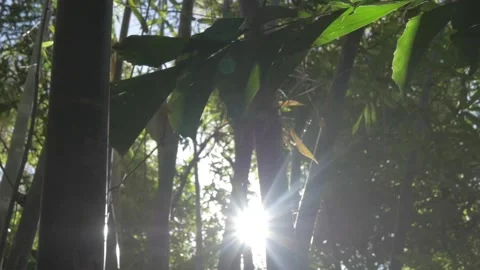 Jungle Stock Footage 130688714