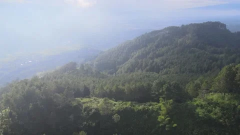 Jungle Stock Footage 146694980