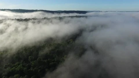 Jungle Stock Footage 151697238