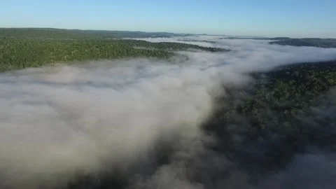 Jungle Stock Footage 151697770