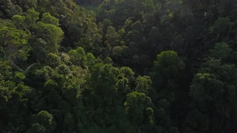 JUNGLE Video stock 196994508