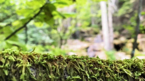 Into the jungle Stock Footage 199432002