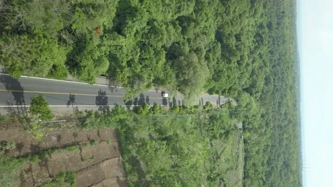 Jungle Stock-Footage 221330428