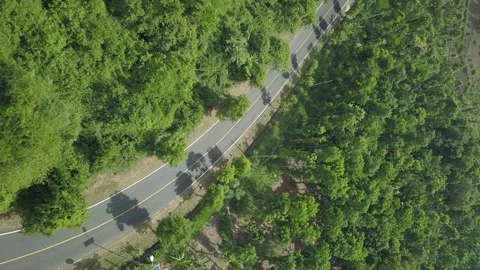 Jungle Stock-Footage 221330730