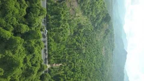 Jungle Stock-Footage 221330753