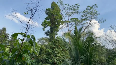 Jungle Forest and Palm Trees are swaying in the wind and blue Sky Stock Footage 233202496