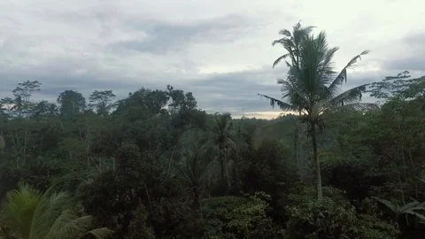 Jungle Forest Bali Stock Footage 108740949