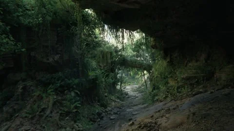 Jungle Forest Environment and Dense Vegetation Of Sumatra Rainforest Stock Footage 259685725