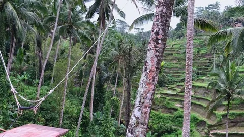 Jungle Forest Environment In Indonesia. Video stock 95975248