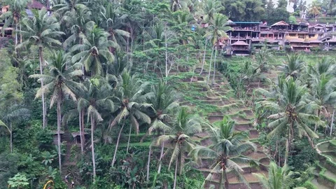 Jungle Forest Environment In Indonesia. Video stock 95975329