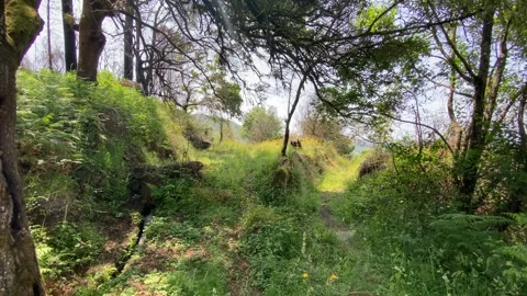 Jungle-like forest with eucalyptus trees, lush greenery 🌿🌳 Stock Footage 310916526