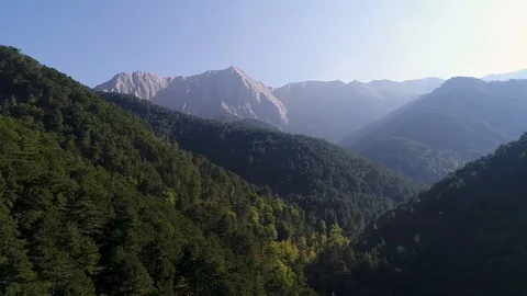 Jungle  forest hill plain flat plat Bush shrub Stock Footage 118721373