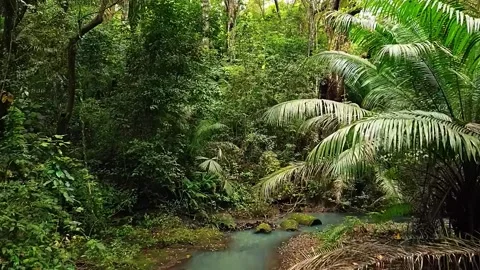  Jungle Forest Landscape Stock Footage 323143275