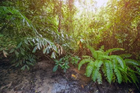 Jungle forest nature background Foto stock