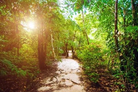 Jungle forest nature background Foto stock