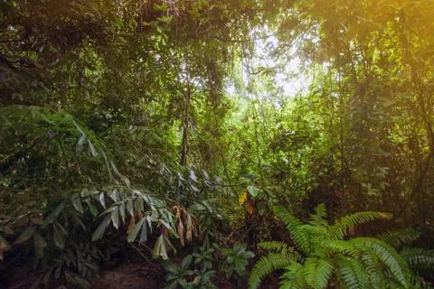 Jungle forest nature background Stock Photos