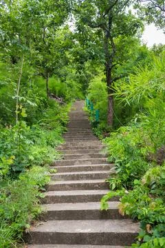 Jungle, forest path, mud steps with wood Stock Photos