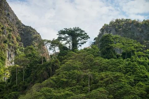 Jungle forest at Phi Phi island in Thailand Stock Photos