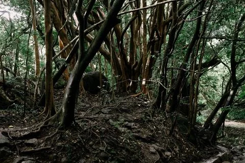 Jungle Forest Stock Photos