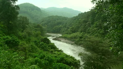 Jungle Forest River on a rainy day Stock Footage 248791868
