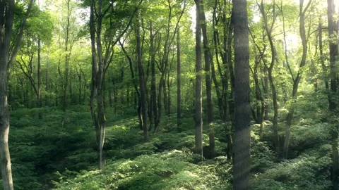 Jungle forest sun trees summer green nature story Vidéo 132675711