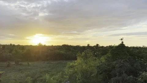 Jungle Forest Sunset Pan 4K HDR Stock Footage 250370485