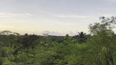 Jungle Forest Sunset Pan HD Stock Footage 250370573
