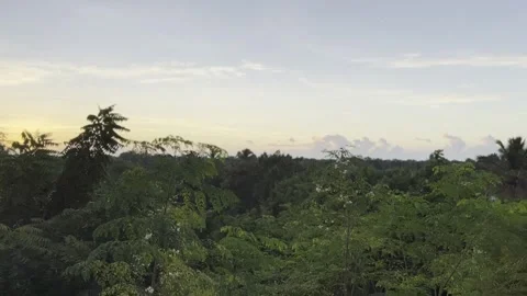Jungle Forest Sunset Pan HD Stock Footage 250370582