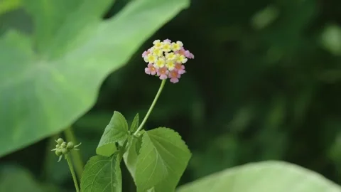 Jungle Forest Tiny Pink and Yellow Flower Stock Footage 288850592