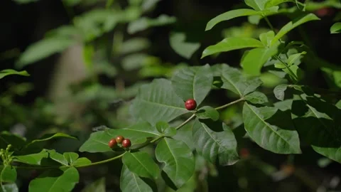 Jungle Forest Tiny Red Forest Berries Plant Video stock 288850595