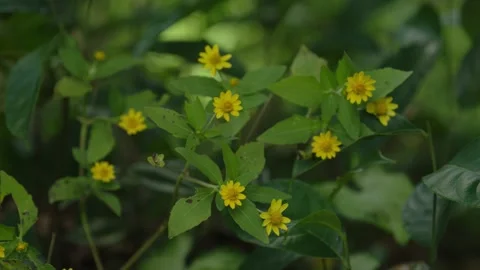 Jungle Forest Tiny Yellow Flowers Stock Footage 288850596