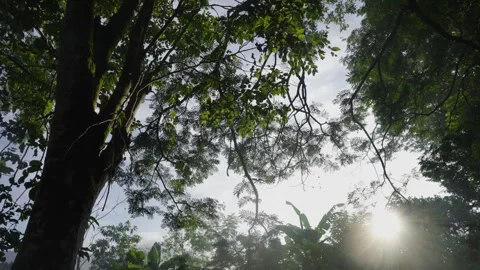 Jungle Forest Trees Canopy Leaves Video stock 288850598