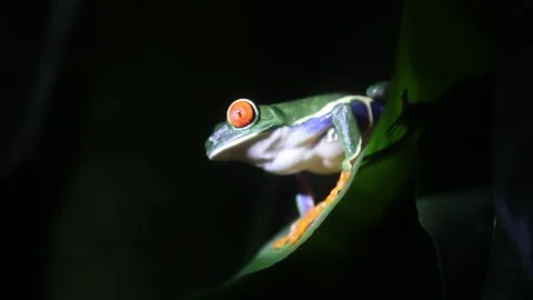 Jungle Frog - Extreme Close up Stock Footage 247269385