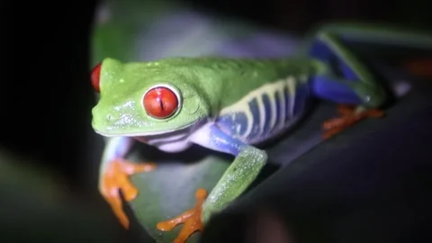 Jungle Frog - Extreme Close up Stock Footage 247269386