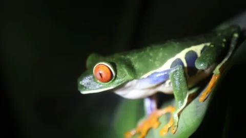 Jungle Frog - Extreme Close up Stock Footage 247269388