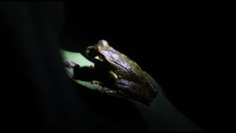 Jungle Frog - Extreme Close up Stock Footage 247269390
