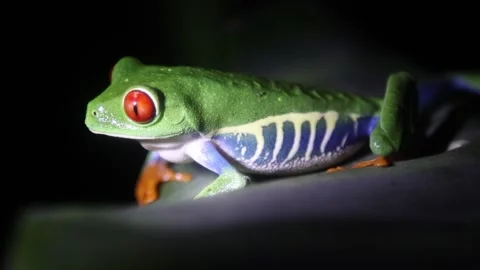 Jungle Frog - Extreme Close up Video stock 247269391