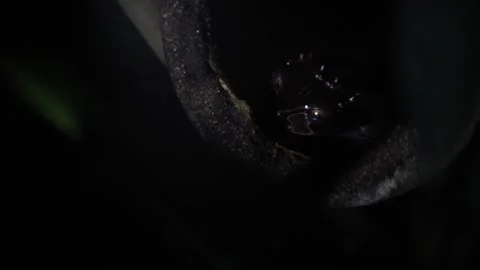 Jungle Frog - Extreme Close up Stock Footage 247269392