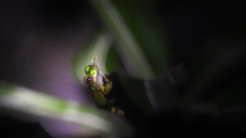 Jungle Frog - Extreme Close up Stock Footage 247269396