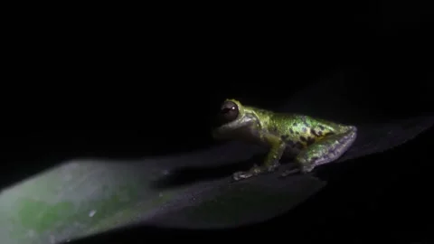 Jungle Frog - Extreme Close up Stock Footage 247269397